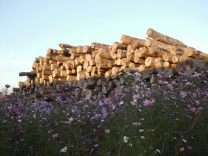 Buchen Brennholz im Einklang mit der Natur. Bunten Blumenwiese mit vielen Bienen die Honig machen , dort wo Brennholz trocknet.