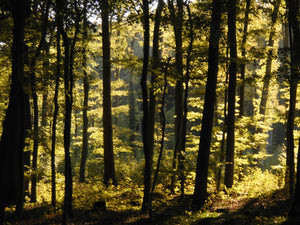Ökologischer Waldbau mit Wideraufforstung